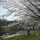 송파둘레길(탄천구간) | 서울 벚꽃 명소 후기 : 여의도 윤중로, 올림픽공원 송파둘레길, 분당 탄천