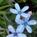 블루스타 이미지