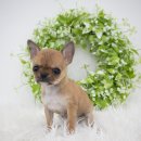 봉산동 강아지 이미지