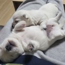 곰띠돈띠 이미지