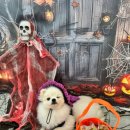 데일리 댕댕 이미지