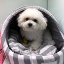 분당정자 동물병원 이미지