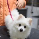 조이펫살롱 이미지