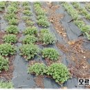 박하농장 이미지