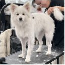 한국교육예술연맹 | 애견미용자격증 뭐가 다른데..? 애견협회, 연맹 전부 비교해보고 깨달은 현실