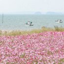 코스모스축제장 제방 이미지