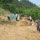 밀 마당 이미지