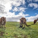 그랑프라 이미지