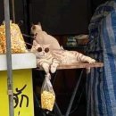 하나정 이미지