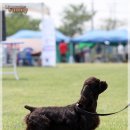 FCI International Dog Show / 농협 안성교육원 / 2011年 05月15日 이미지