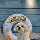 향동애견미용 이미지