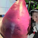 부산 영도 가볼만한곳 조내기고구마역사기념관 카페까지 있는 숨은 여행