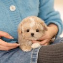 미유펫 강아지분양고양이분양 김포점 이미지