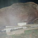 암돼지한마리 이미지