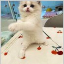 강남고양이분양 호야캣 | 다양한 품종의 고양이들이 기다리는 호야캣 방문 후기~