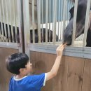 건영승마장 이미지