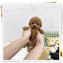 마마스미독 강아지분양 인천점 이미지