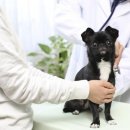 on동물병원 이미지