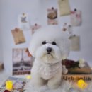 보나마나 이쁘개 이미지