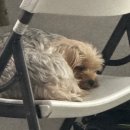 12747