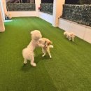 허니바우 이미지