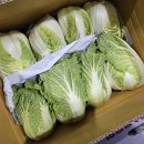 노랑제주 이미지