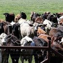 경미축산 이미지