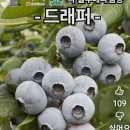 블루베리 북부하이부시 드래퍼 분양 이미지