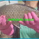 붕어의 신 이미지