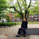 인천신현동회화나무 | 인천 서구 신현동 천연기념물 회화나무를 아시나요?