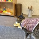 후미후미 이미지