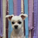 멍데렐라 이미지