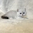 고양이분양 제나캣 화명점 이미지