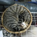 동글동글 이미지