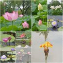 부여 궁남지- 연꽃축제 이미지