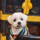 디어멍멍 | 추석에 여는 노원구 강아지용품점, 태강이네 멍멍마켓 / 동이네 명절 귀성길 😉