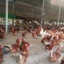 반석이네농장 이미지