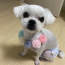 개뜰 애견미용실 이미지