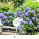 수국칼국수 이미지