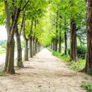 4/13(일)경주불국사겹벚꽃,보문호,첨성대,선덕여왕길,천년숲 여행 신청 이미지