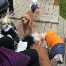 그랑샤리오 이미지