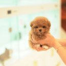 반려라이프 이미지