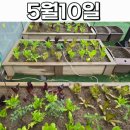 [다이음] 도시농업과 치유원예 | 꽃이야나무야남양주, 도시 속 텃밭에서 피어난 배움과 성장, 도시농업관리사 수업 후기🌱꽃이야나무야남양주