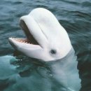 벨루가 이미지