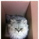 짱가마트 이미지