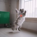 고양이날다 이미지