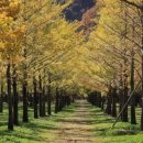 은행나무 이미지