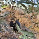 정미농장 이미지