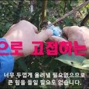 접목 준비하는 시기와 접붙이는 방법. Preparation of Grafting 이미지