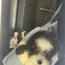 하랑소프트 | 오딥스 강아지 이동가방 데이캐리백 세달 사용 후기